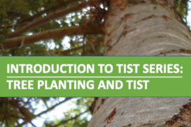Cluster Servant Series: Tree Planting and TIST